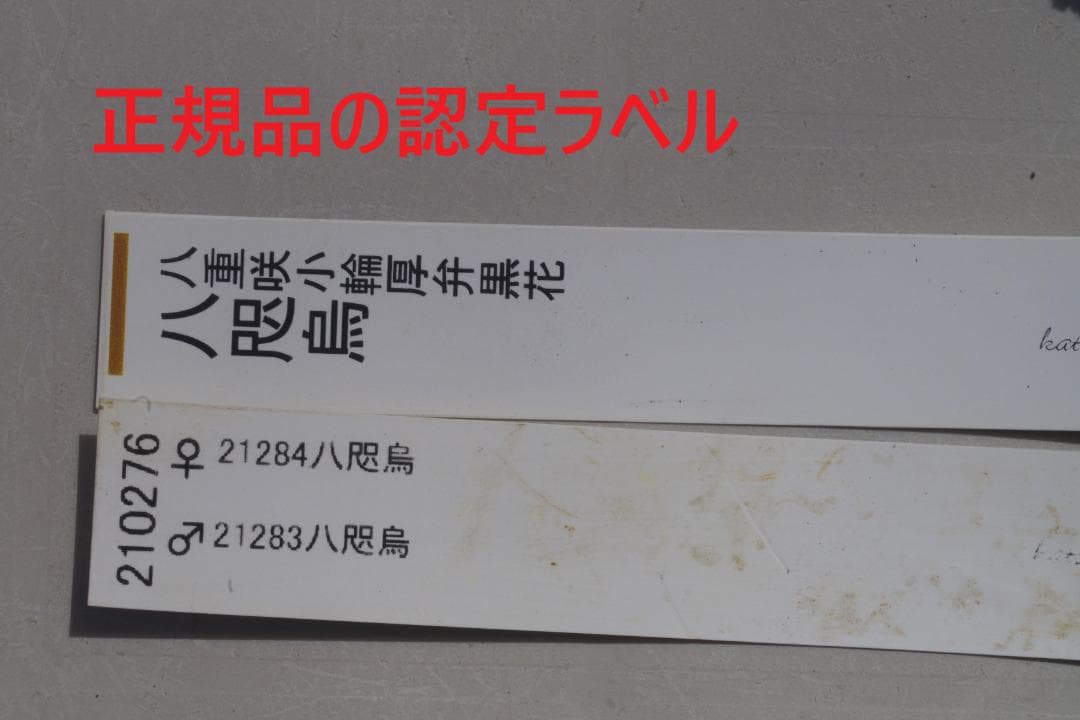 つむ　7681 認定！八咫烏　クリスマスローズ開花　加藤農園