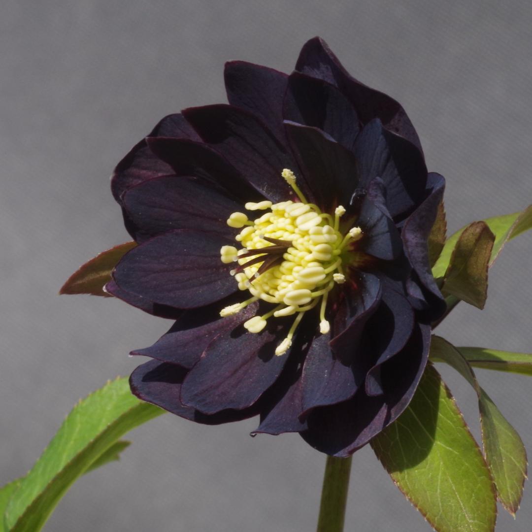 つむ　7681 認定！八咫烏　クリスマスローズ開花　加藤農園