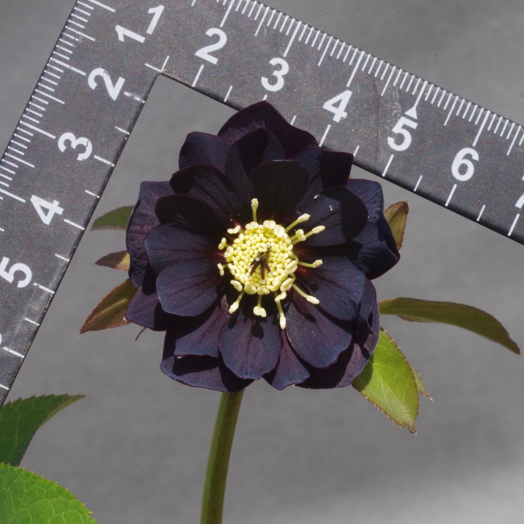 つむ　7681 認定！八咫烏　クリスマスローズ開花　加藤農園