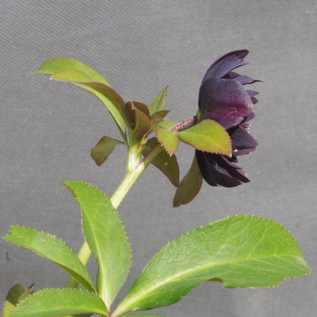 つむ　7681 認定！八咫烏　クリスマスローズ開花　加藤農園