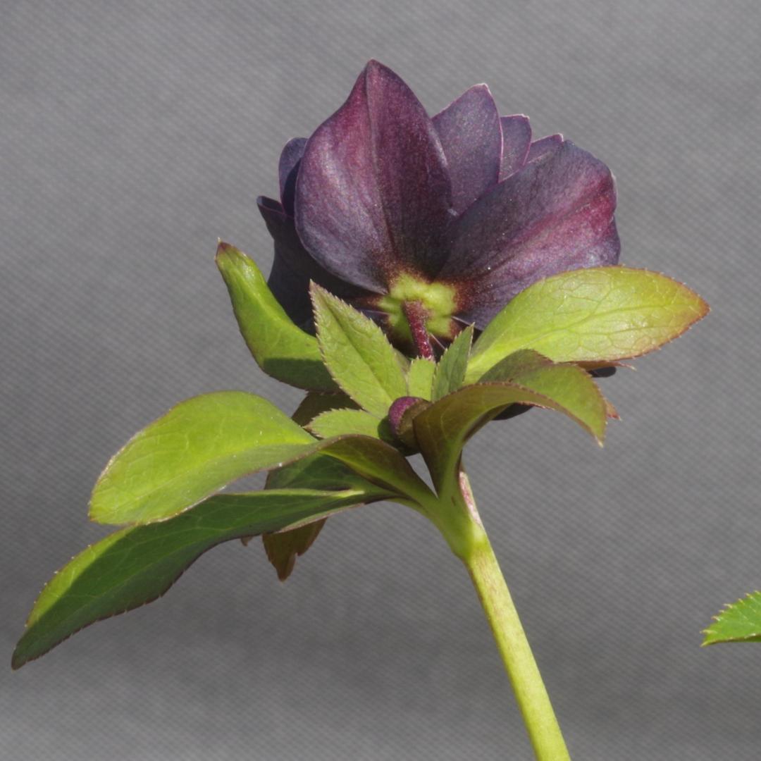 つむ　7681 認定！八咫烏　クリスマスローズ開花　加藤農園