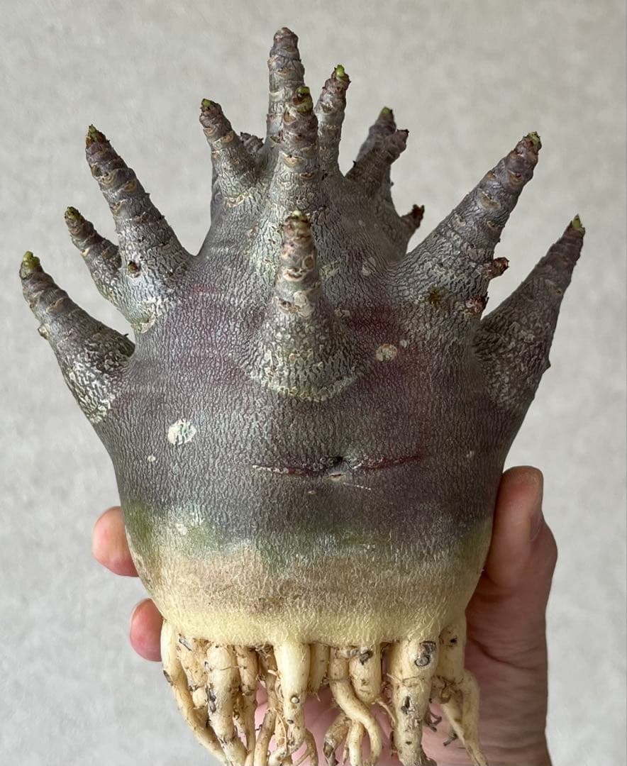 【激レア/ブラックスキン/ドワーフ/極太 】アデニウム ガラメー ③