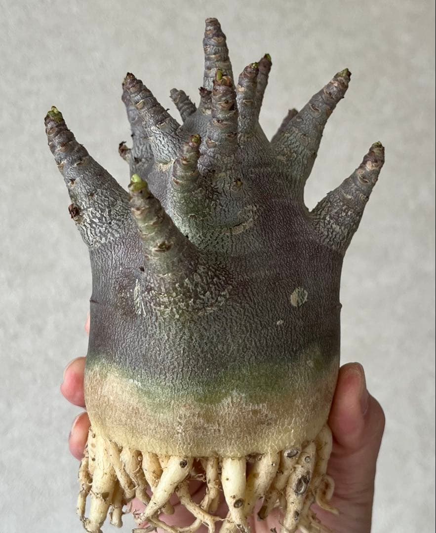 【激レア/ブラックスキン/ドワーフ/極太 】アデニウム ガラメー ③