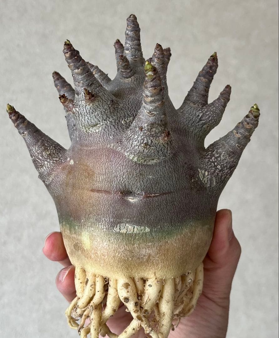 【激レア/ブラックスキン/ドワーフ/極太 】アデニウム ガラメー ③