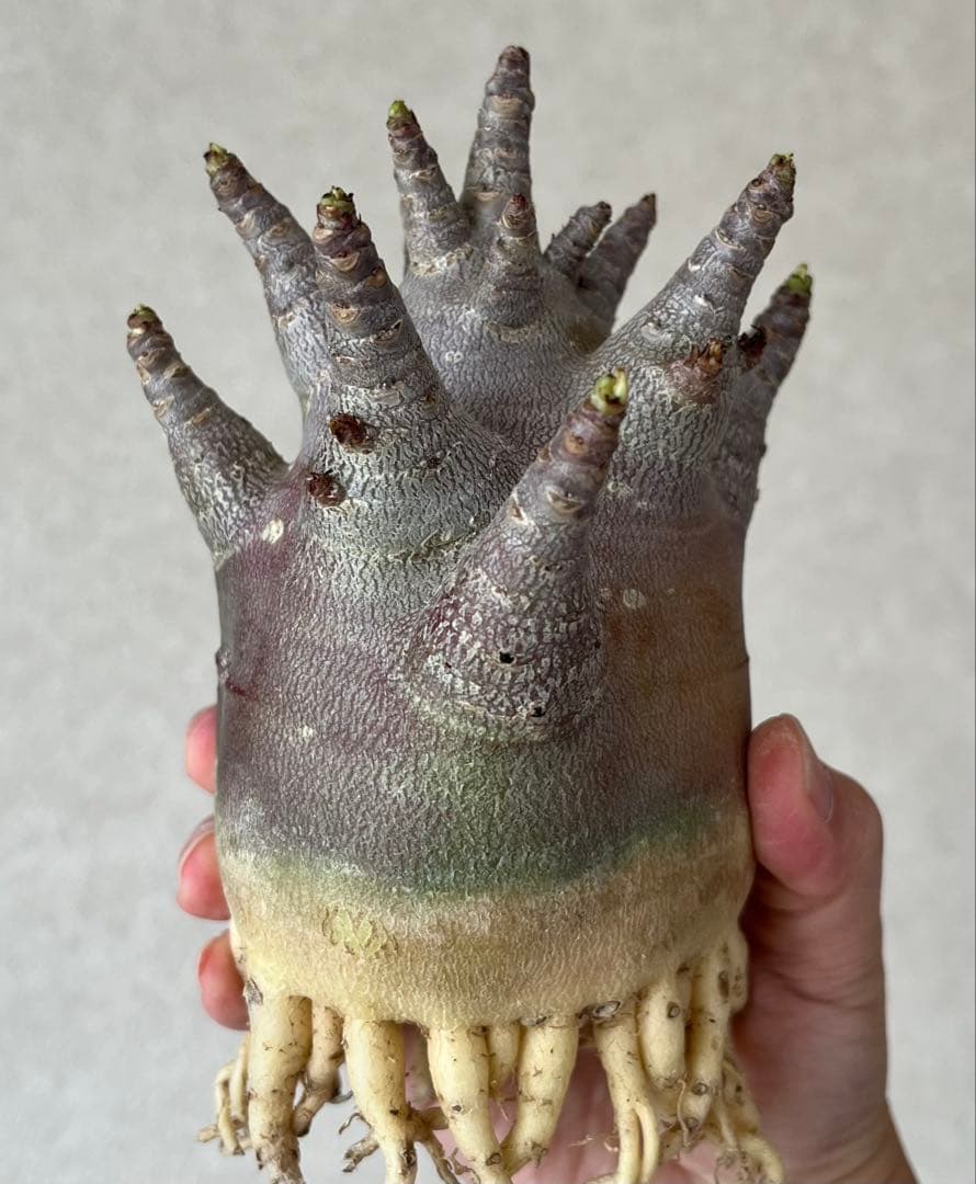 【激レア/ブラックスキン/ドワーフ/極太 】アデニウム ガラメー ③