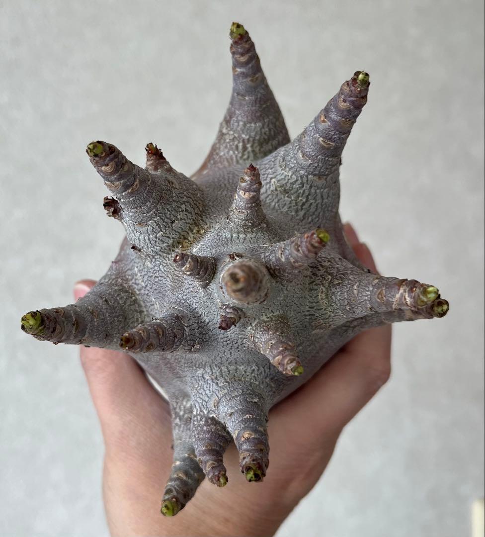 【激レア/ブラックスキン/ドワーフ/極太 】アデニウム ガラメー ③