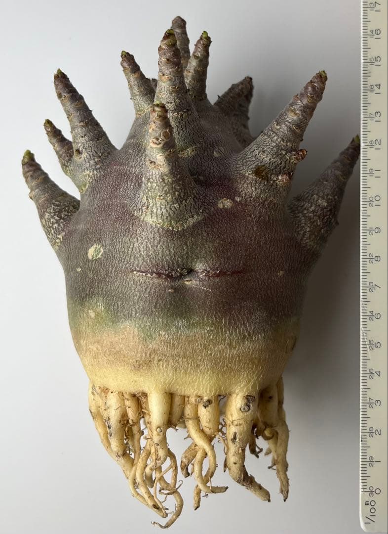 【激レア/ブラックスキン/ドワーフ/極太 】アデニウム ガラメー ③