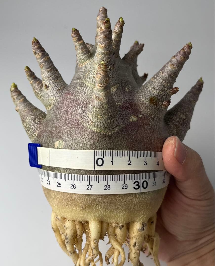 【激レア/ブラックスキン/ドワーフ/極太 】アデニウム ガラメー ③