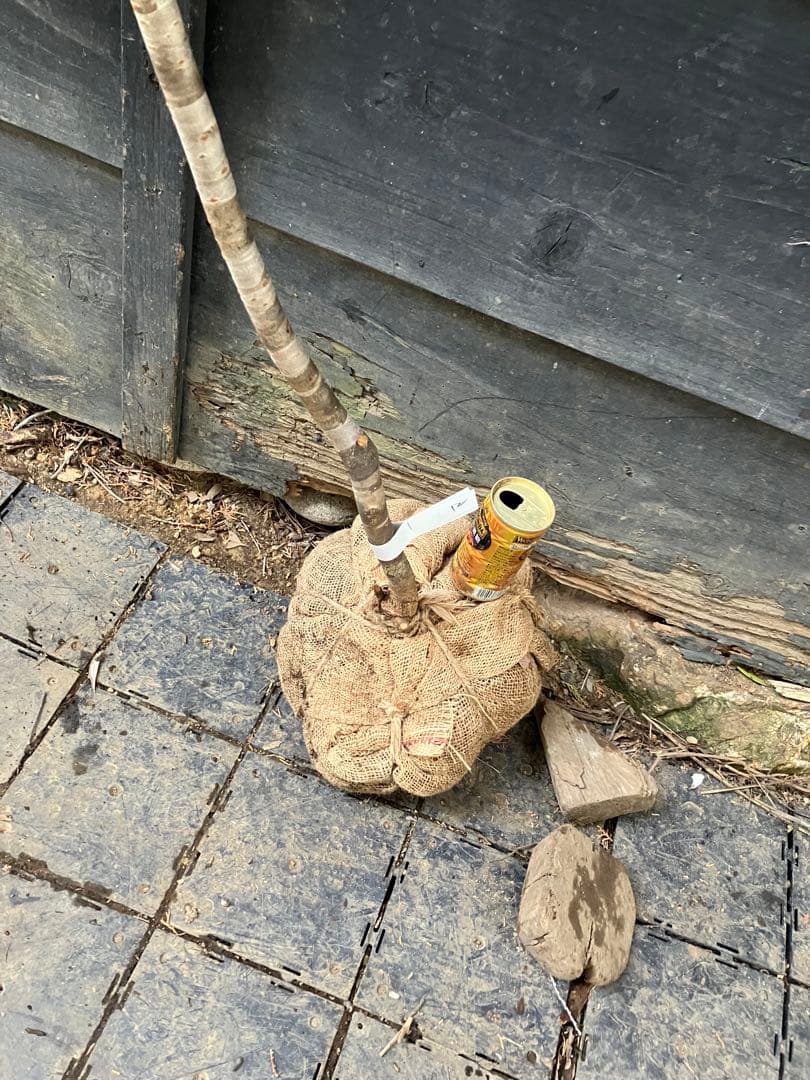 12 山採り　ヤマザクラ