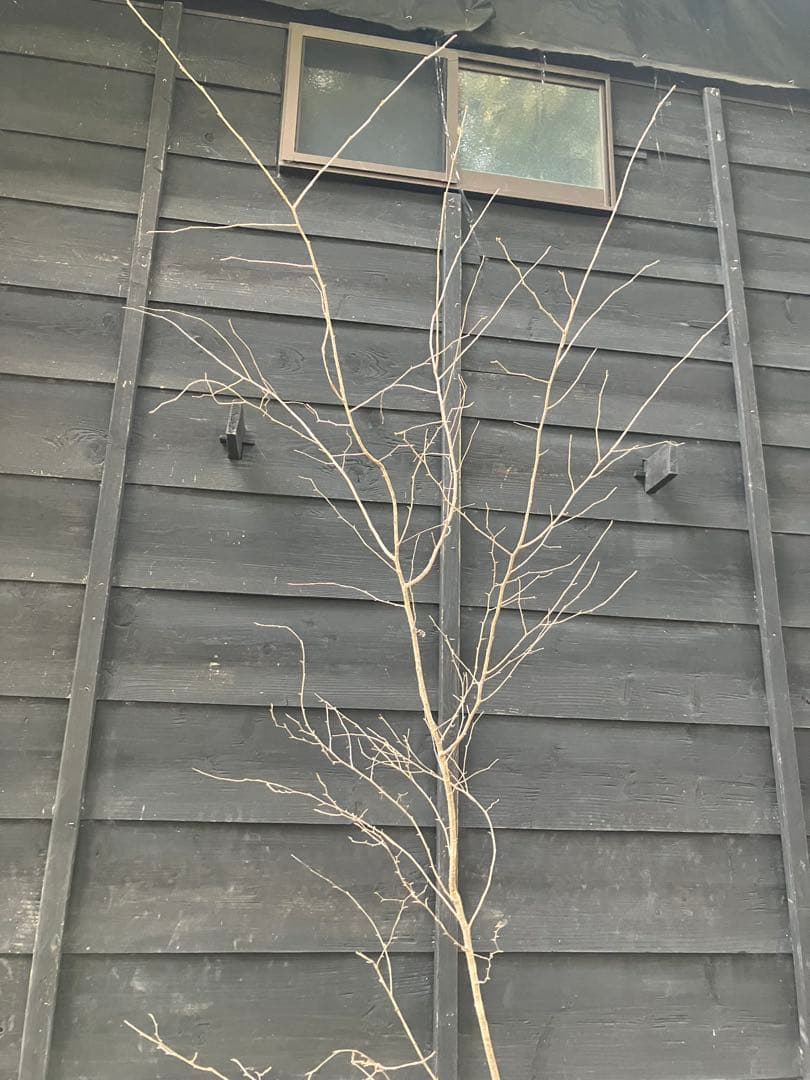 12 山採り　ヤマザクラ