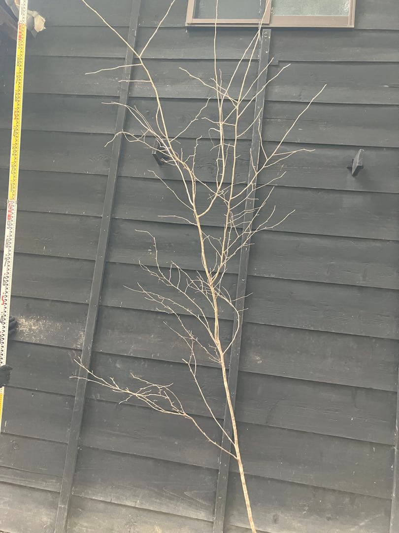 12 山採り　ヤマザクラ