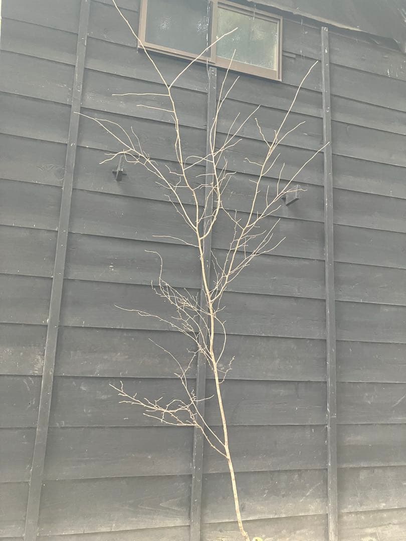 12 山採り　ヤマザクラ