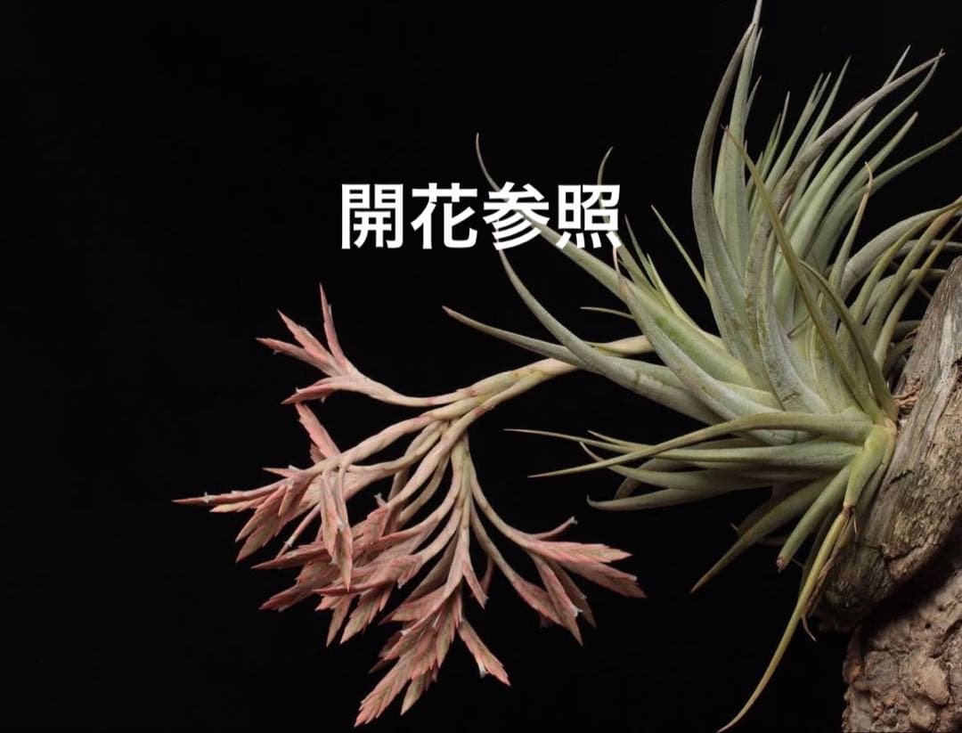 Tillandsia didisticha 'Giant' ティランジア