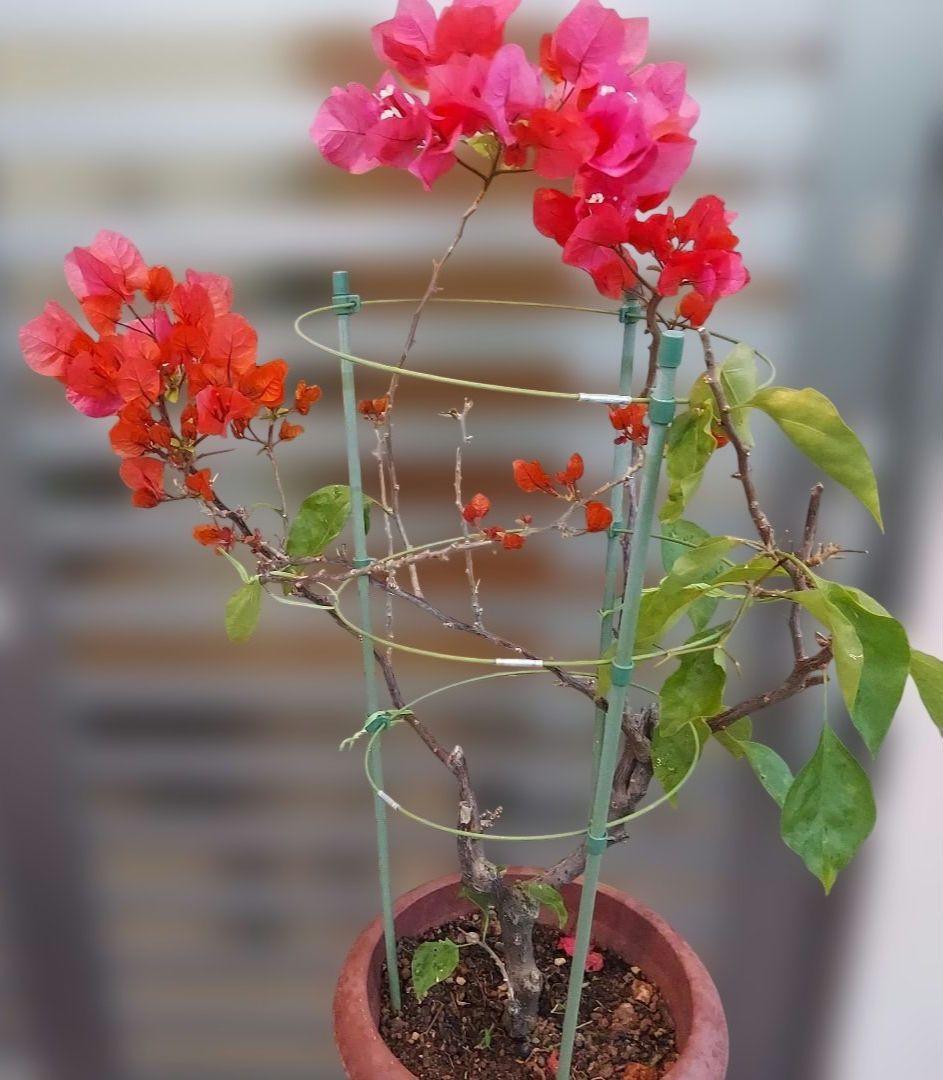 ブーゲンビリア