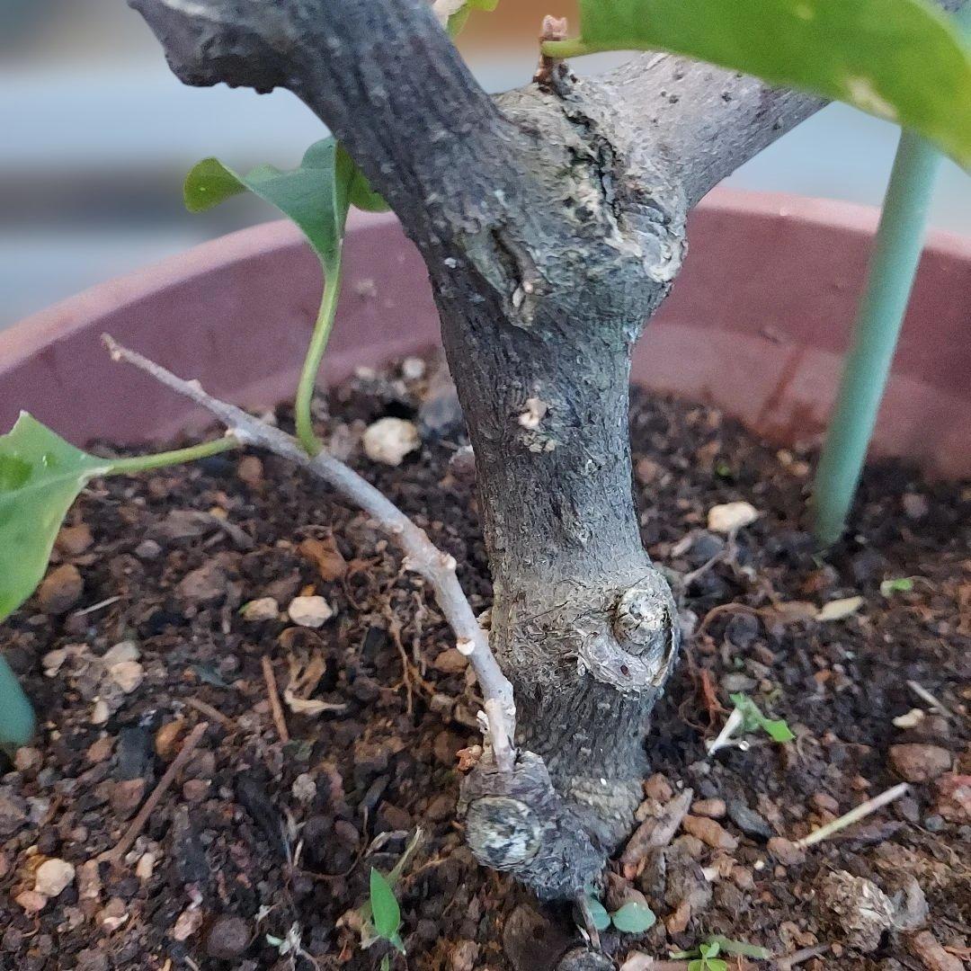 ブーゲンビリア