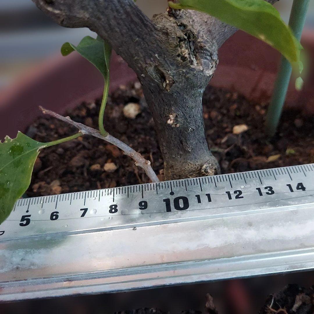 ブーゲンビリア