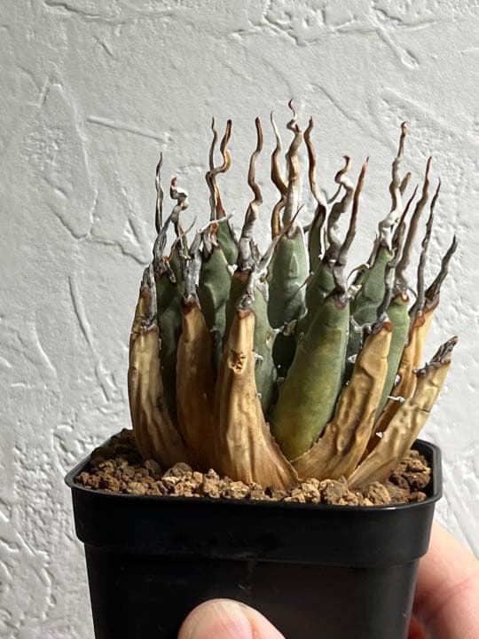 ◾️エボリスピナ陽炎③◾️エグいうねり 陽炎 発根済み