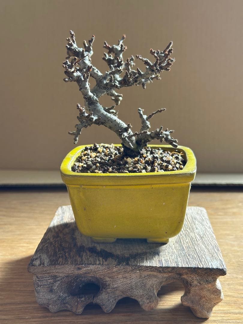 長寿梅 一重赤花 小品盆栽 ミニ盆栽-26