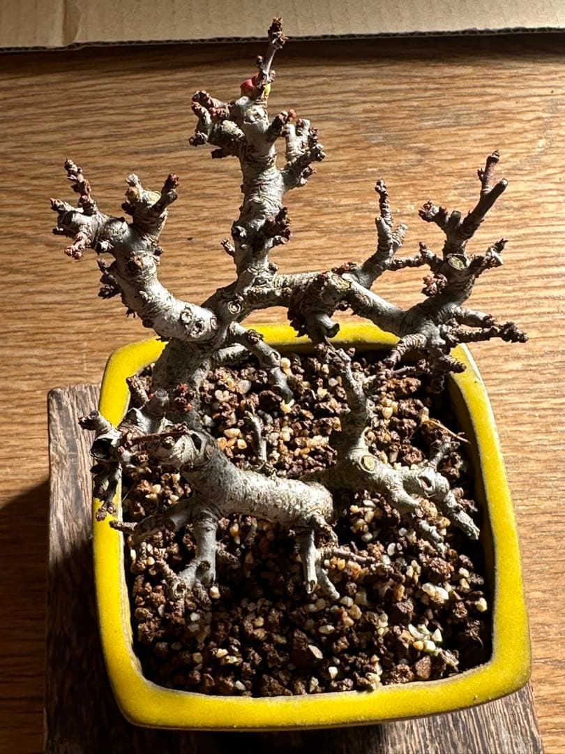 長寿梅 一重赤花 小品盆栽 ミニ盆栽-26