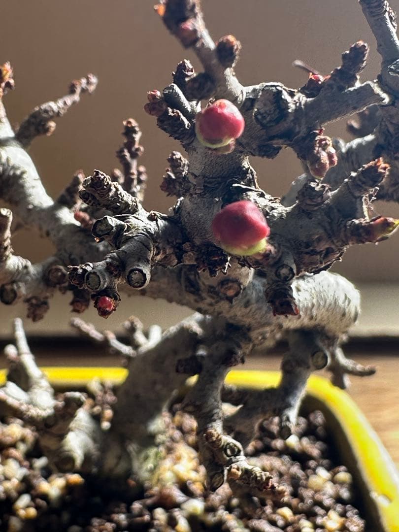 長寿梅 一重赤花 小品盆栽 ミニ盆栽-26