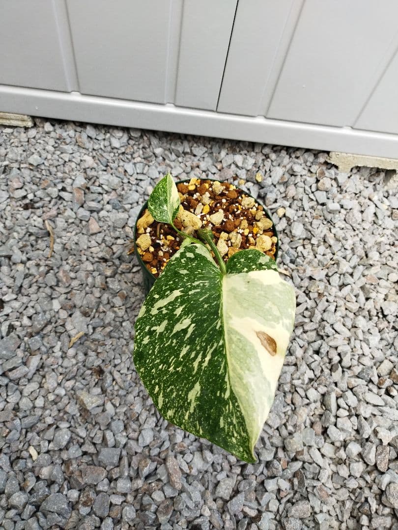 斑入りモンステラA6 クリームブリュレデリシオーサ　鉢ごと発送