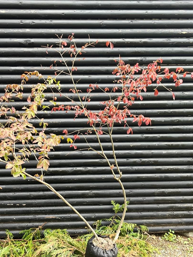 山採り天然　ニシキギ　カミソリの木