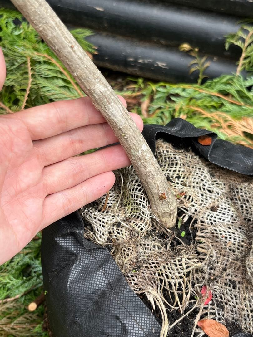 山採り天然　ニシキギ　カミソリの木