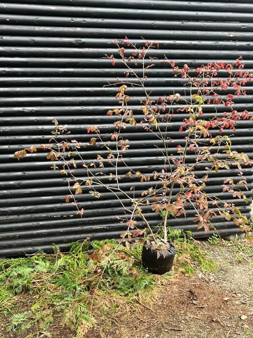 山採り天然　ニシキギ　カミソリの木