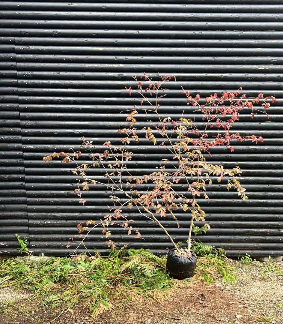 山採り天然　ニシキギ　カミソリの木