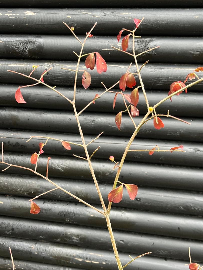 山採り天然　ニシキギ　カミソリの木