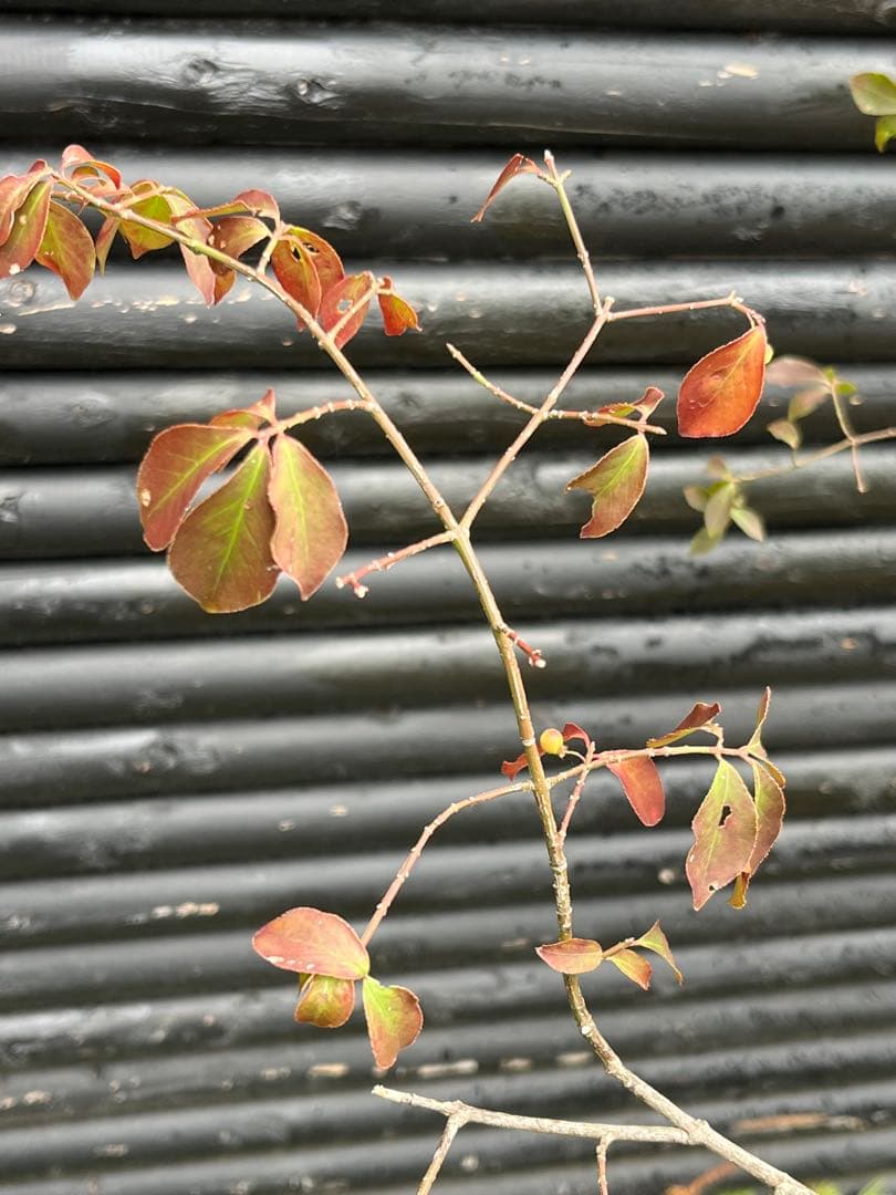 山採り天然　ニシキギ　カミソリの木