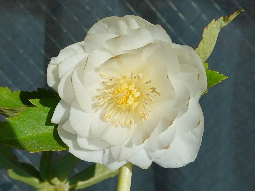 クリスマスローズ dd ホワイトゴールド グロッシーカラー 純白花