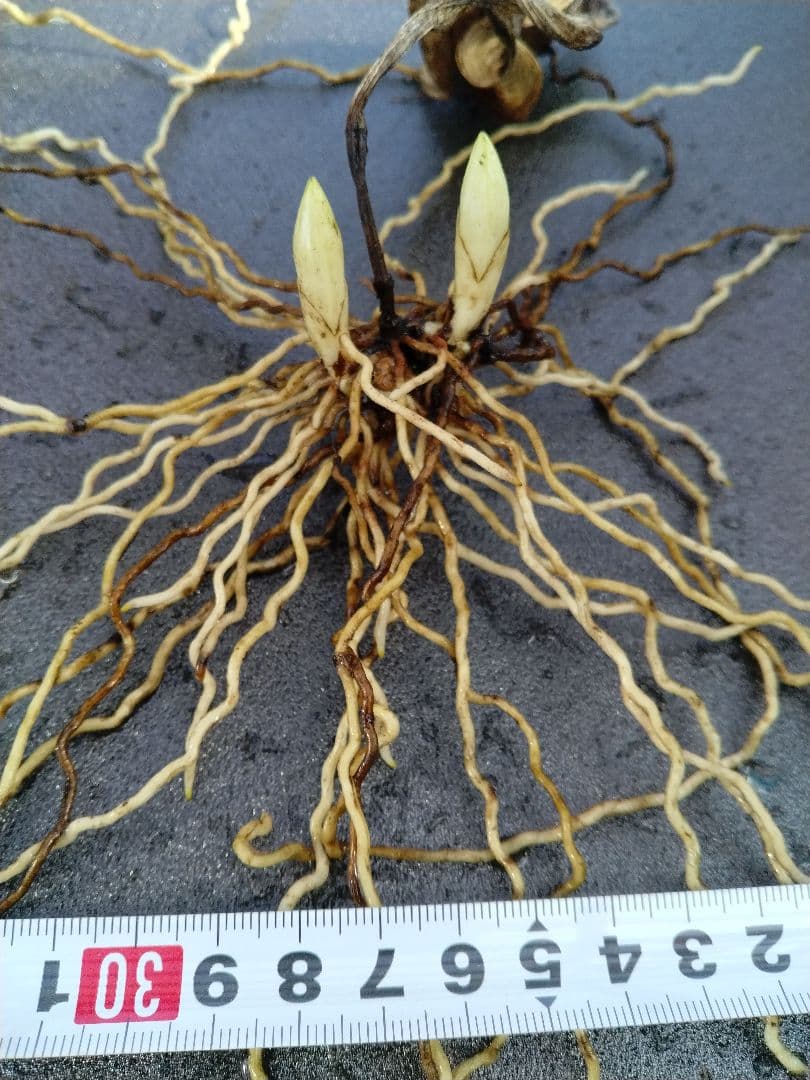 平*京様 山野草・アツモリソウ・礼文アツモリソウ