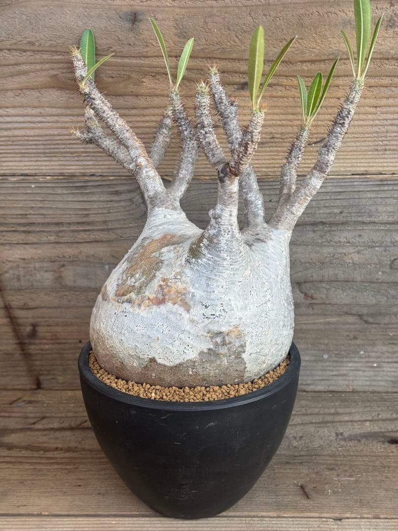 たっつ【人気品種】現地球白肌パキポディウム グラキリス パキプス