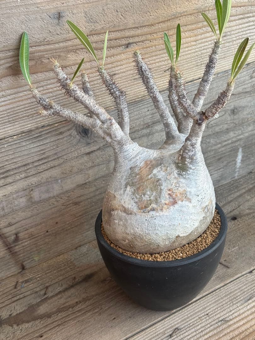 たっつ【人気品種】現地球白肌パキポディウム グラキリス パキプス