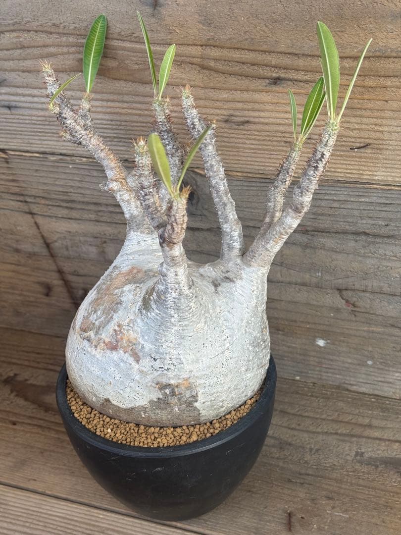 たっつ【人気品種】現地球白肌パキポディウム グラキリス パキプス