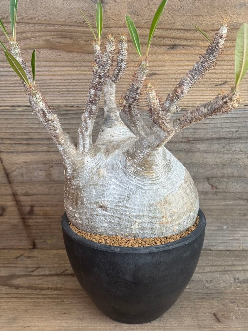 たっつ【人気品種】現地球白肌パキポディウム グラキリス パキプス