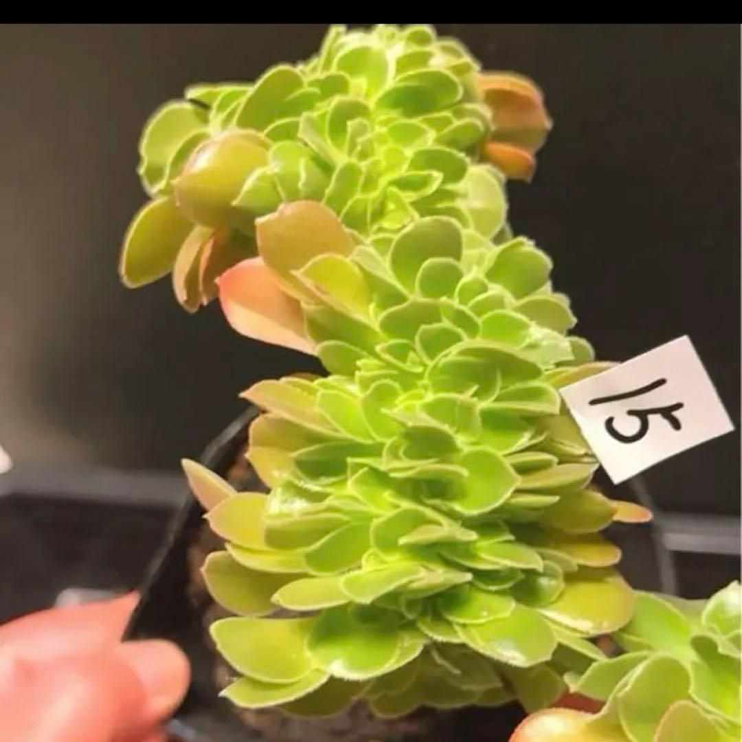 15#多肉植物アエオニウム❤️ サラダボールセッカ ❤️18cm拔き苗