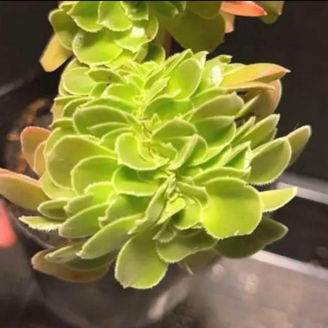 15#多肉植物アエオニウム❤️ サラダボールセッカ ❤️18cm拔き苗