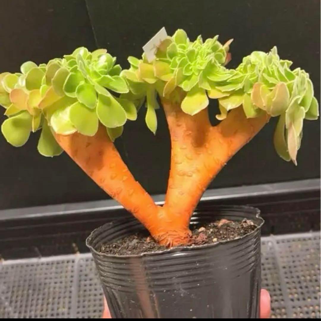 15#多肉植物アエオニウム❤️ サラダボールセッカ ❤️18cm拔き苗