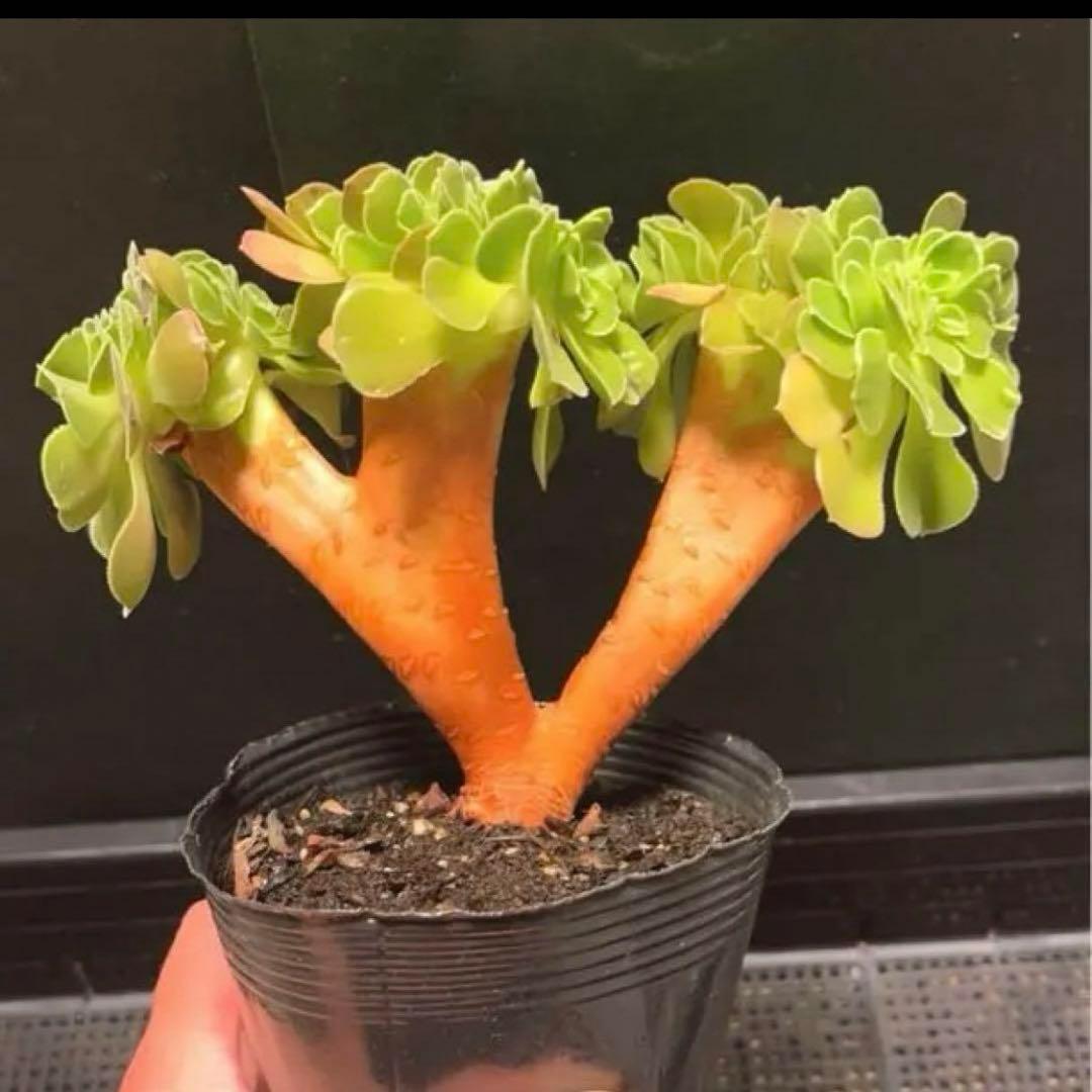 15#多肉植物アエオニウム❤️ サラダボールセッカ ❤️18cm拔き苗