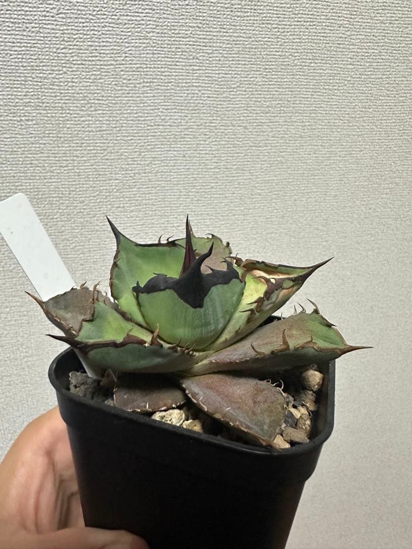 Dennis040 痛み有りの為特価