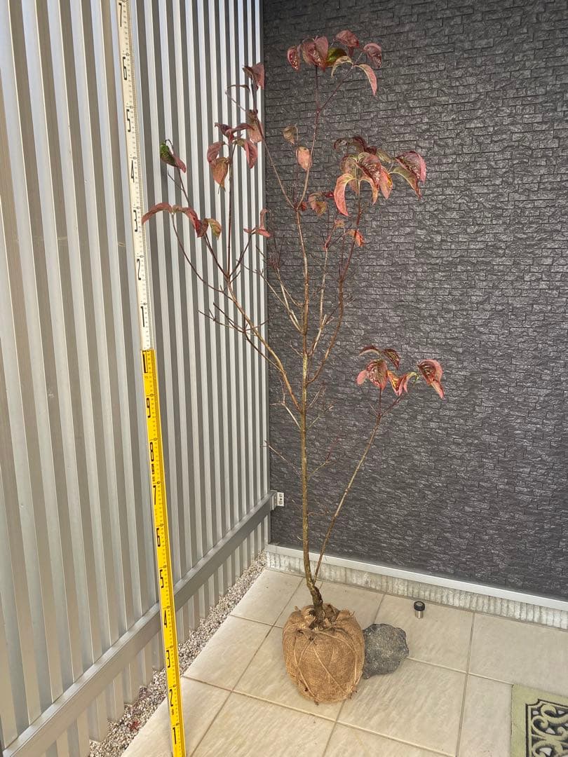 ひな坊.。.:*☆　ハナミズキ　アップルブロッサム