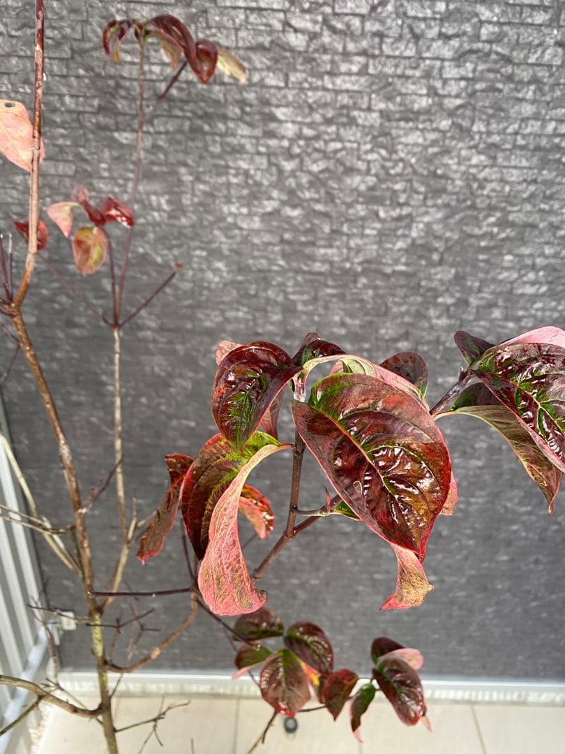 ひな坊.。.:*☆　ハナミズキ　アップルブロッサム