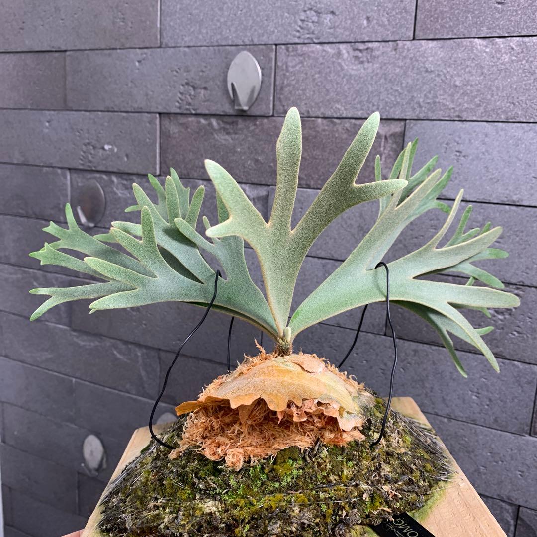 P.willinckii OMG sporeling ビカクシダ 板付