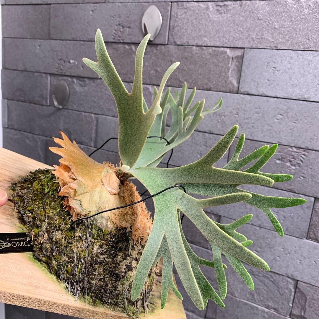 P.willinckii OMG sporeling ビカクシダ 板付