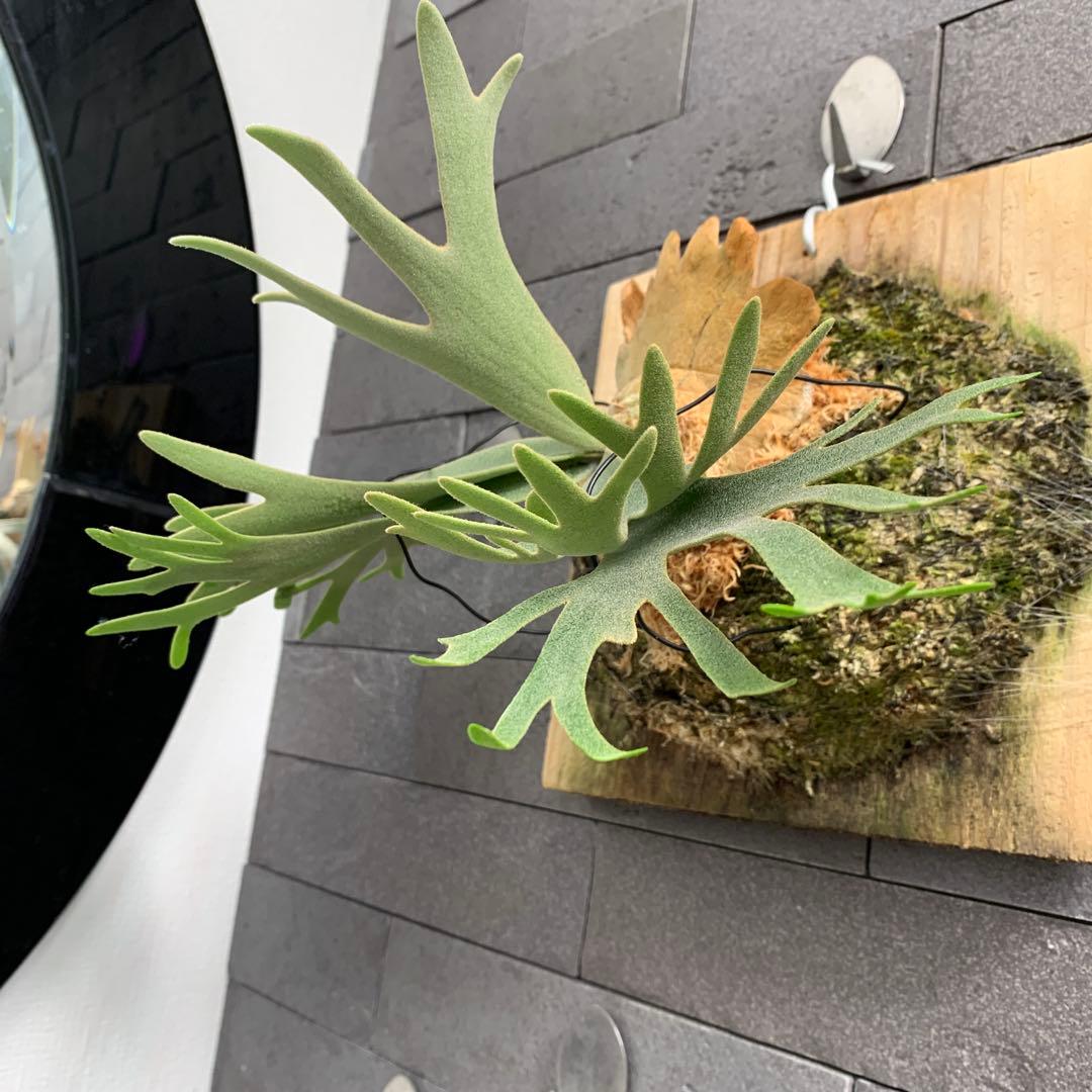 P.willinckii OMG sporeling ビカクシダ 板付