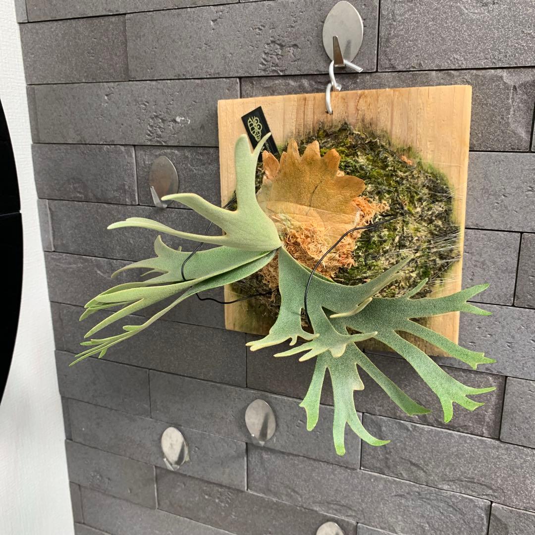 P.willinckii OMG sporeling ビカクシダ 板付