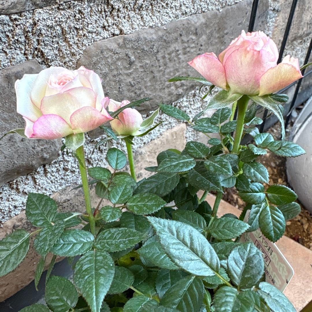 ミニ薔薇・カルーセルコルダーナ