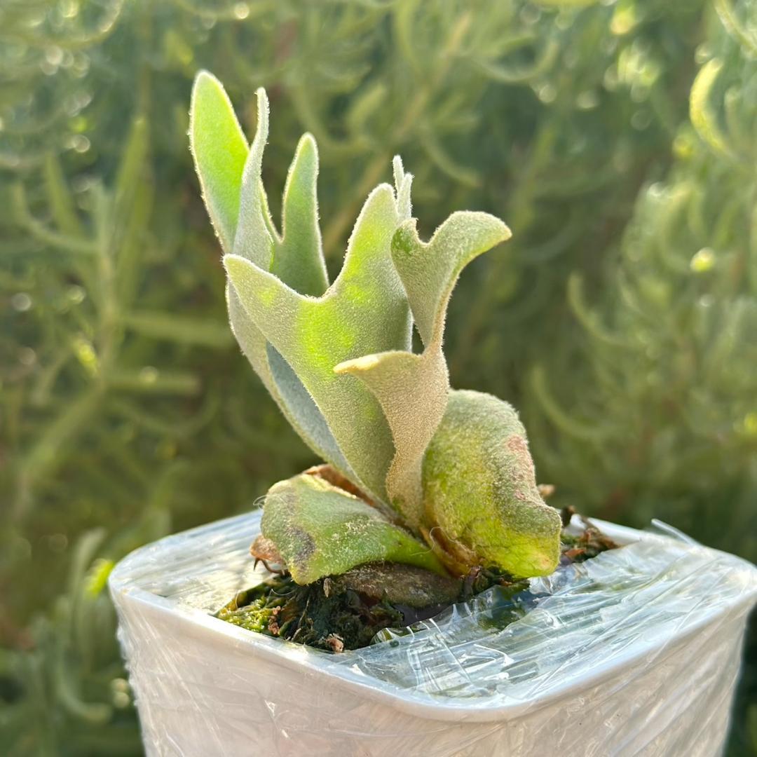 ビカクシダ P.Willinckii Tiara spore 04